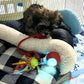 🐱🎁New Hot Sales🐶Smart Automatic Rolling Pet Ball